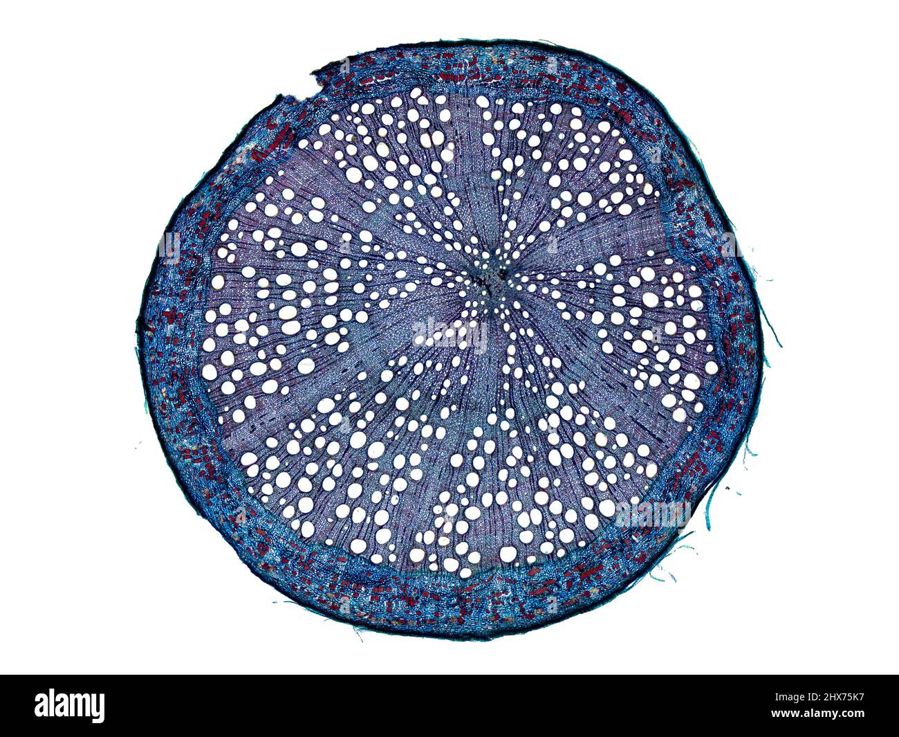 Mikroskopischer Querschnitt pflanzlicher Stammzellen, botanisches Bildungsbild mit detaillierter Zellstruktur und hochauflösender mikroskopischer Ansicht Stockfoto