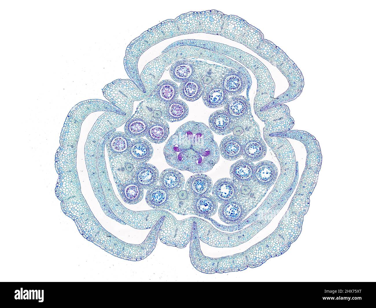 Mikroskopischer Querschnitt pflanzlicher Stammzellen, botanisches Bildungsbild mit detaillierter Zellstruktur und hochauflösender mikroskopischer Ansicht Stockfoto