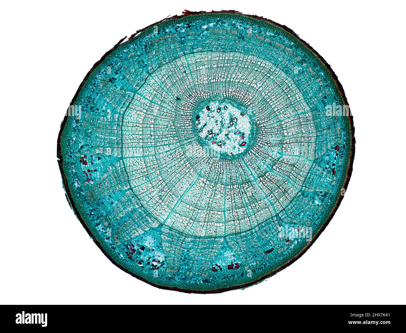 Mikroskopischer Querschnitt pflanzlicher Stammzellen, botanisches Bildungsbild mit detaillierter Zellstruktur und hochauflösender mikroskopischer Ansicht Stockfoto