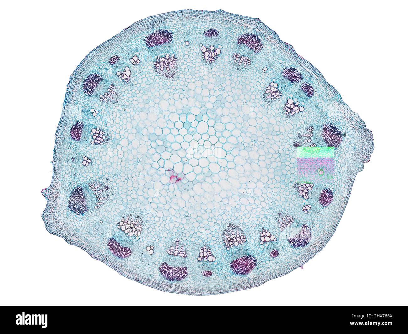 Mikroskopischer Querschnitt pflanzlicher Stammzellen, botanisches Bildungsbild mit detaillierter Zellstruktur und hochauflösender mikroskopischer Ansicht Stockfoto