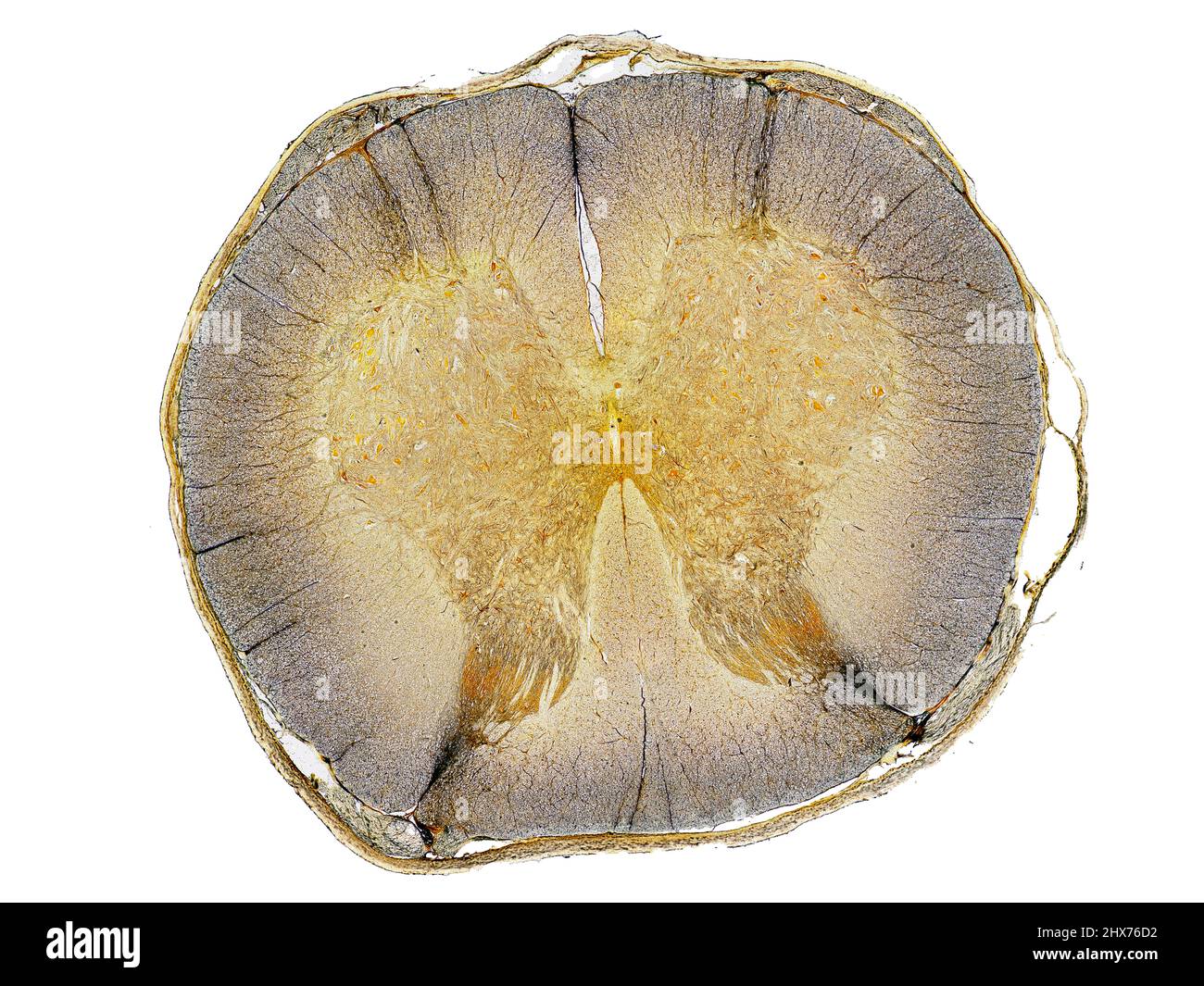 Mikroskopischer Querschnitt pflanzlicher Stammzellen, botanisches Bildungsbild mit detaillierter Zellstruktur und hochauflösender mikroskopischer Ansicht Stockfoto