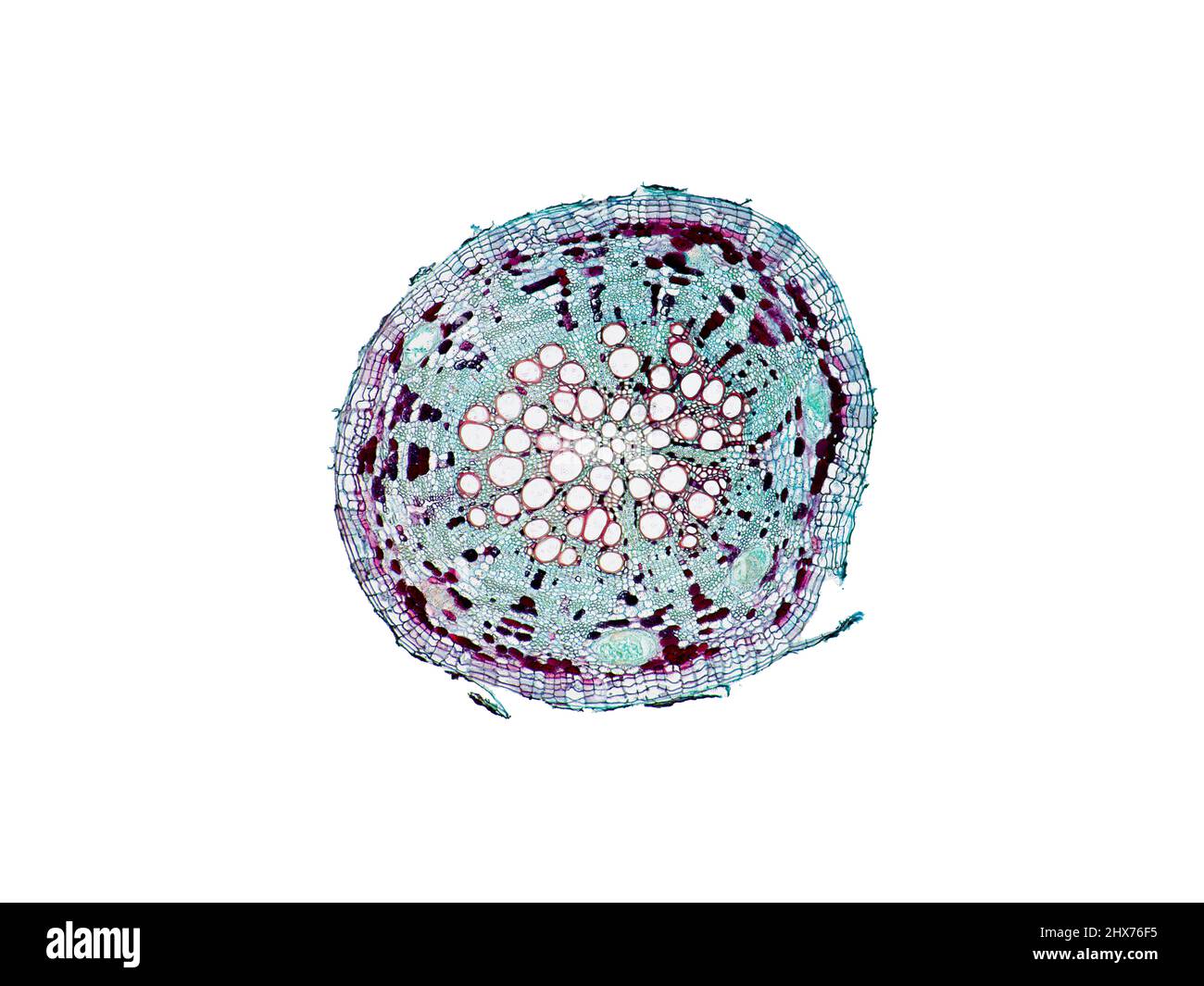 Mikroskopischer Querschnitt pflanzlicher Stammzellen, botanisches Bildungsbild mit detaillierter Zellstruktur und hochauflösender mikroskopischer Ansicht Stockfoto