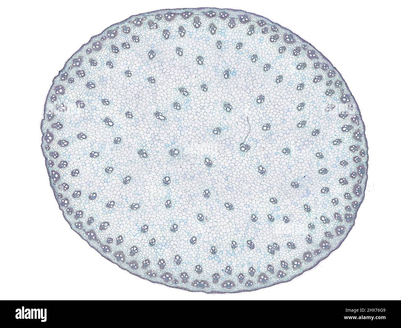 Mikroskopischer Querschnitt pflanzlicher Stammzellen, botanisches Bildungsbild mit detaillierter Zellstruktur und hochauflösender mikroskopischer Ansicht Stockfoto