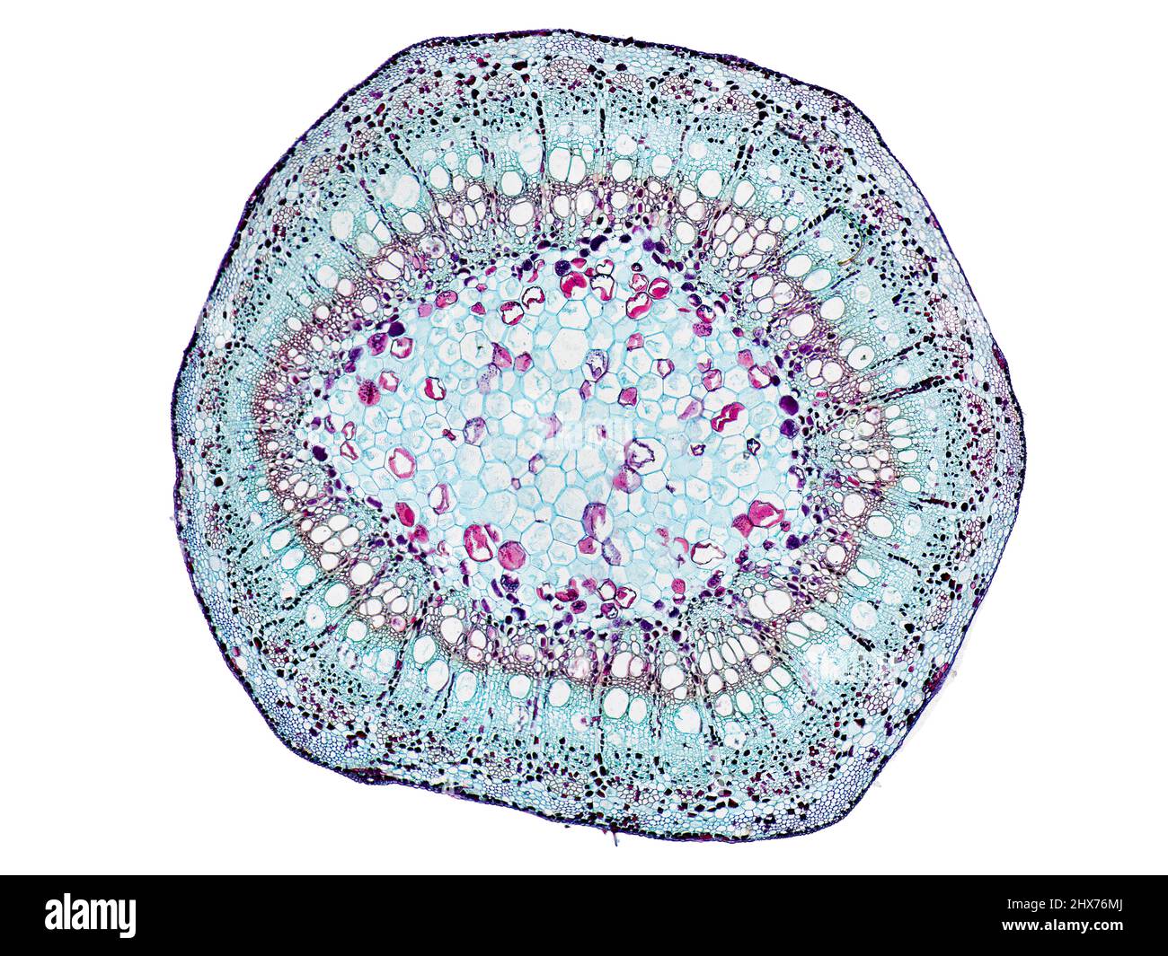 Mikroskopischer Querschnitt pflanzlicher Stammzellen, botanisches Bildungsbild mit detaillierter Zellstruktur und hochauflösender mikroskopischer Ansicht Stockfoto