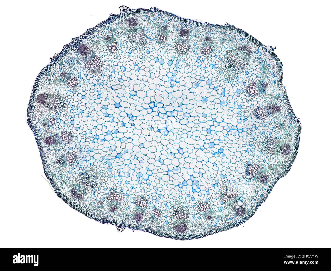 Mikroskopischer Querschnitt pflanzlicher Stammzellen, botanisches Bildungsbild mit detaillierter Zellstruktur und hochauflösender mikroskopischer Ansicht Stockfoto