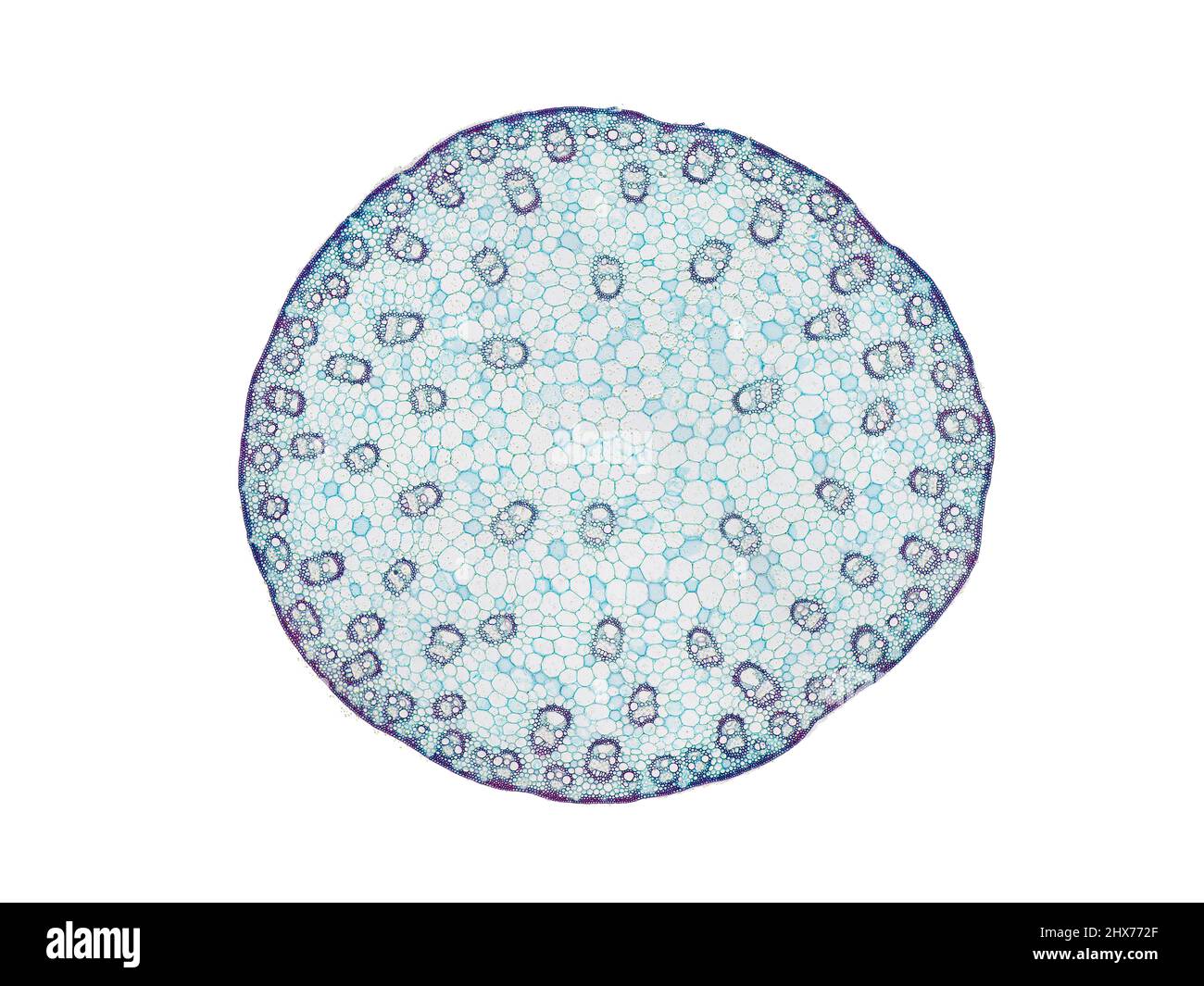 Mikroskopischer Querschnitt pflanzlicher Stammzellen, botanisches Bildungsbild mit detaillierter Zellstruktur und hochauflösender mikroskopischer Ansicht Stockfoto