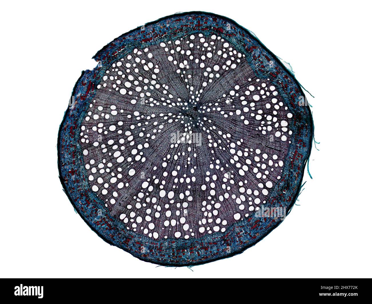 Mikroskopischer Querschnitt pflanzlicher Stammzellen, botanisches Bildungsbild mit detaillierter Zellstruktur und hochauflösender mikroskopischer Ansicht Stockfoto