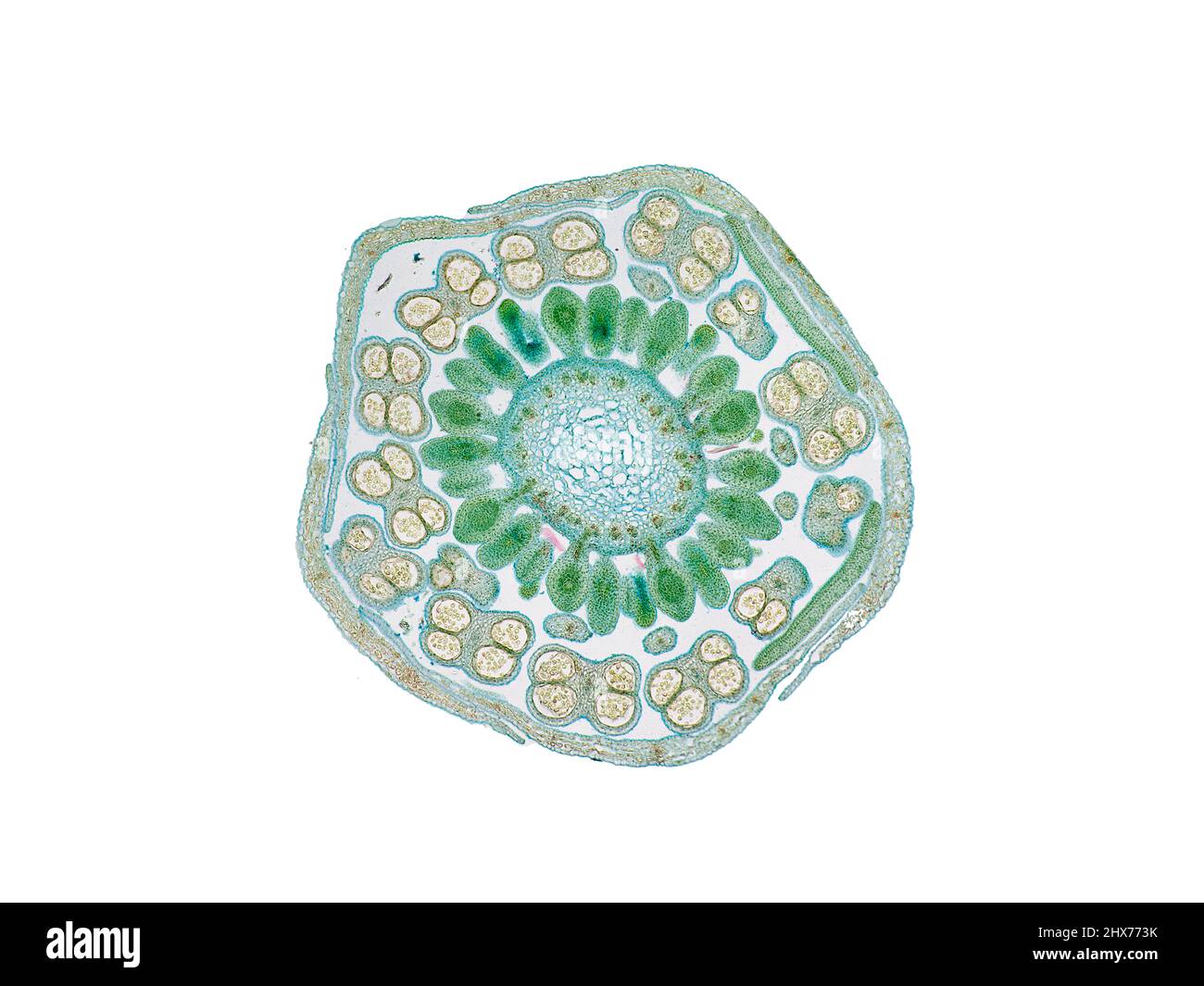 Mikroskopischer Querschnitt pflanzlicher Stammzellen, botanisches Bildungsbild mit detaillierter Zellstruktur und hochauflösender mikroskopischer Ansicht Stockfoto