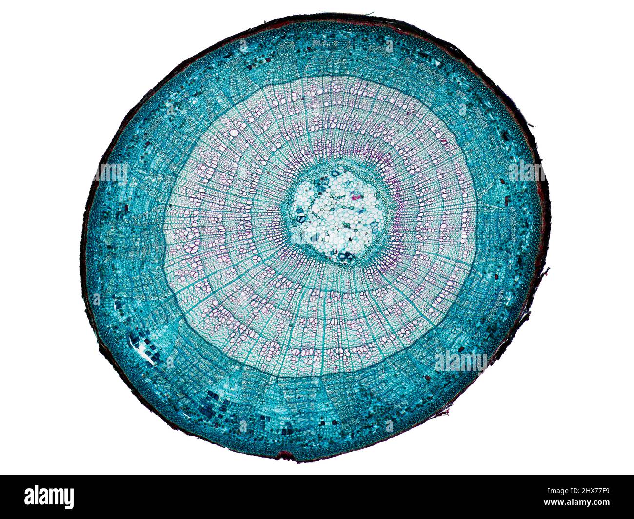 Mikroskopischer Querschnitt pflanzlicher Stammzellen, botanisches Bildungsbild mit detaillierter Zellstruktur und hochauflösender mikroskopischer Ansicht Stockfoto