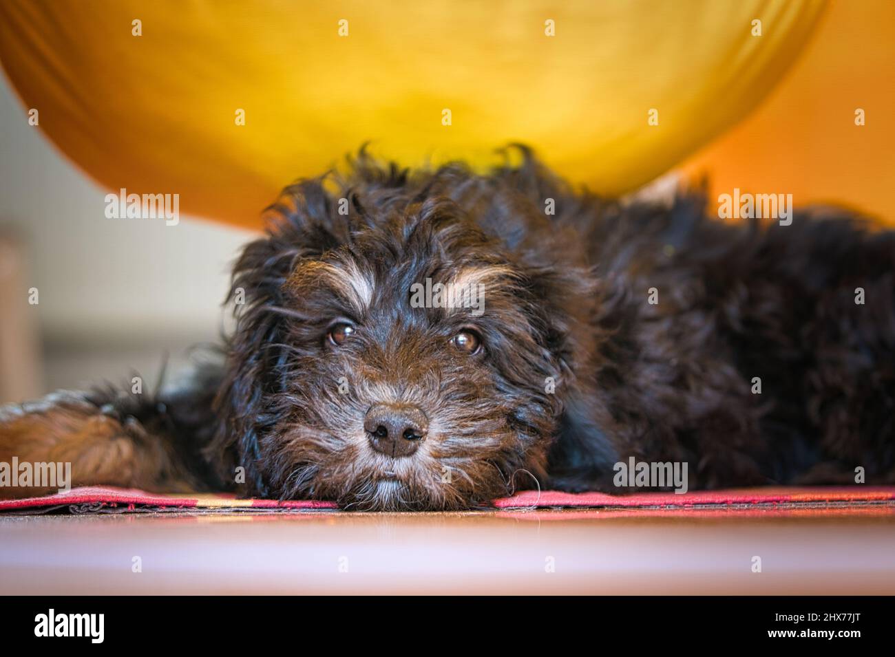 Goldendoodle Welpe in der Farbe schwarz und braun. Hybrid-Hund aus der Kreuzung zwischen goldenem Retriever und Pudel. Intime Familie Hund, die sehr Zuneigung ist Stockfoto