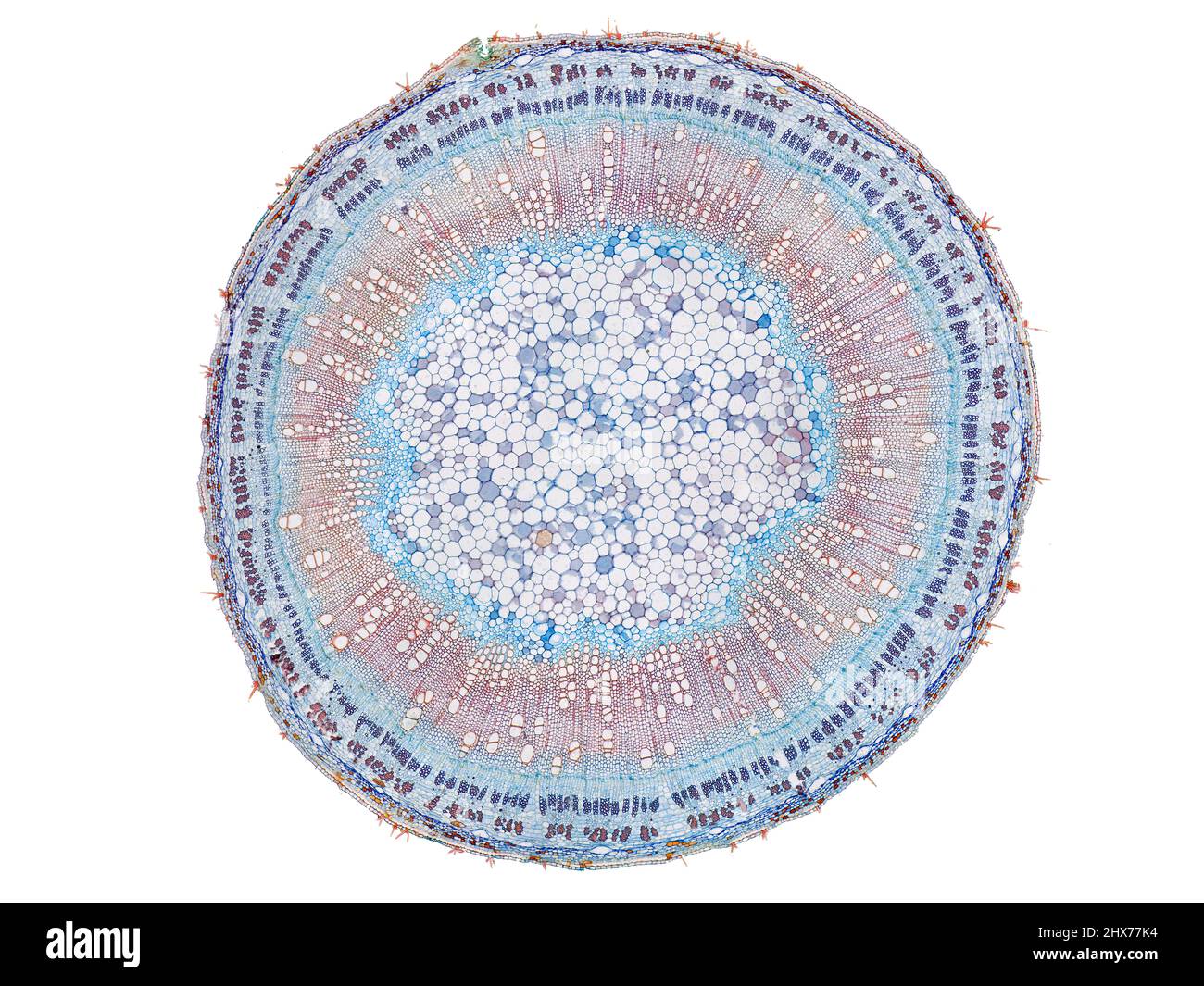 Mikroskopischer Querschnitt pflanzlicher Stammzellen, botanisches Bildungsbild mit detaillierter Zellstruktur und hochauflösender mikroskopischer Ansicht Stockfoto