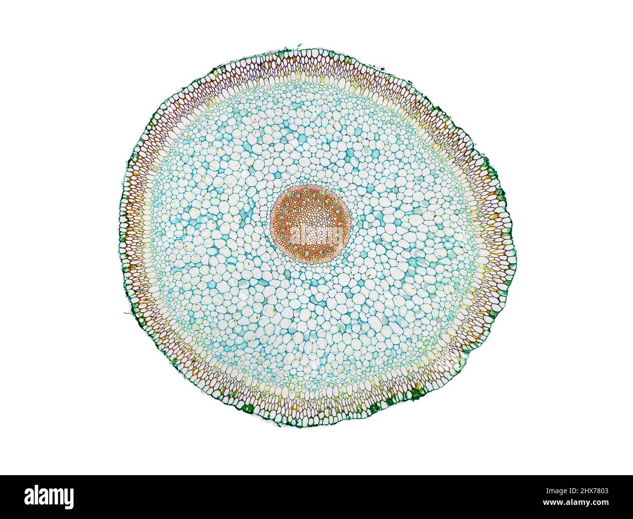 Mikroskopischer Querschnitt pflanzlicher Stammzellen, botanisches Bildungsbild mit detaillierter Zellstruktur und hochauflösender mikroskopischer Ansicht Stockfoto