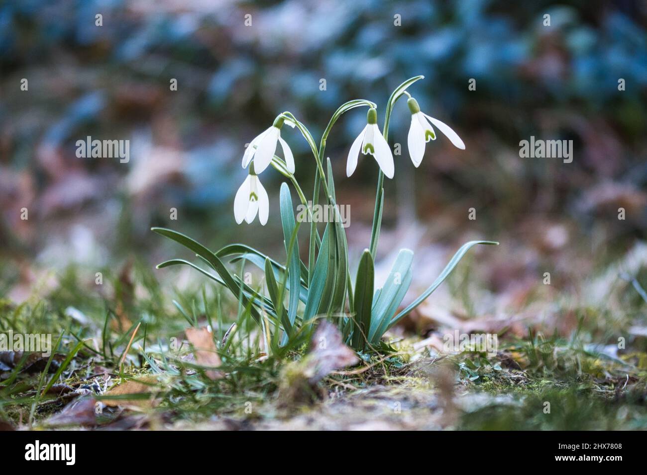 Schneeglöckchen auf einer Wiese bis zum Frühlingsbeginn. Zarte Blume mit weißen Blüten. Frühe Blüte Stockfoto