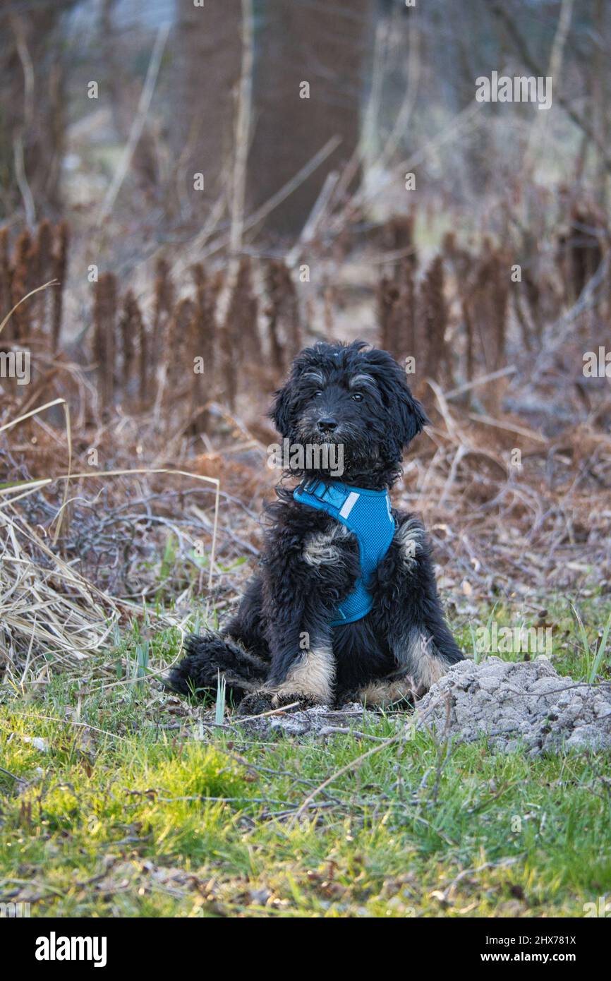 Goldendoodle Welpe in der Farbe schwarz und braun. Hybrid-Hund aus der Kreuzung zwischen goldenem Retriever und Pudel. Intime Familie Hund, die sehr Zuneigung ist Stockfoto