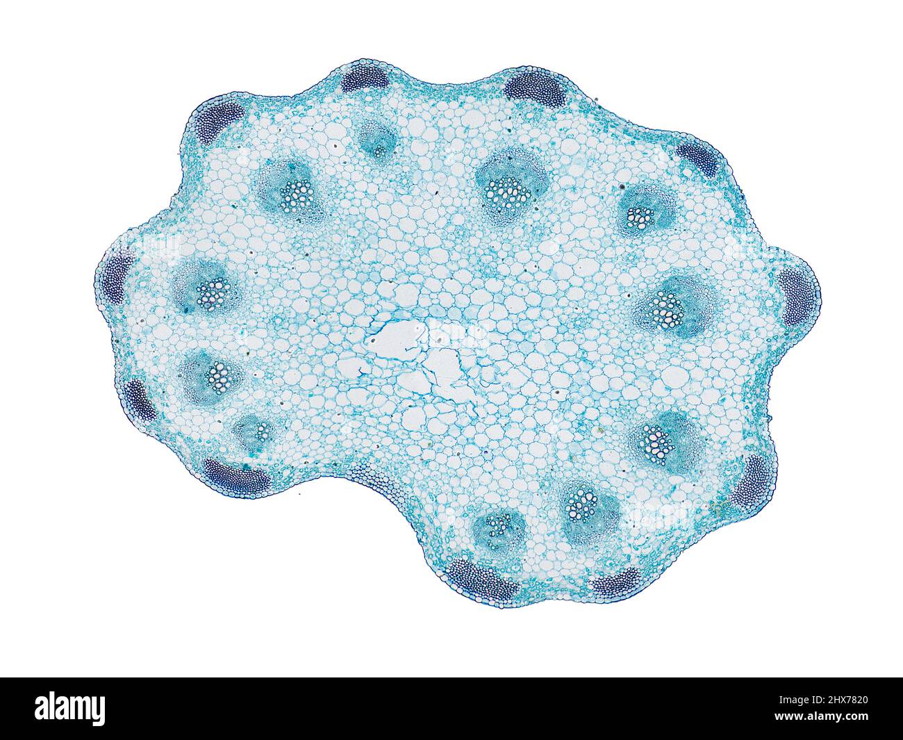 Mikroskopischer Querschnitt pflanzlicher Stammzellen, botanisches Bildungsbild mit detaillierter Zellstruktur und hochauflösender mikroskopischer Ansicht Stockfoto