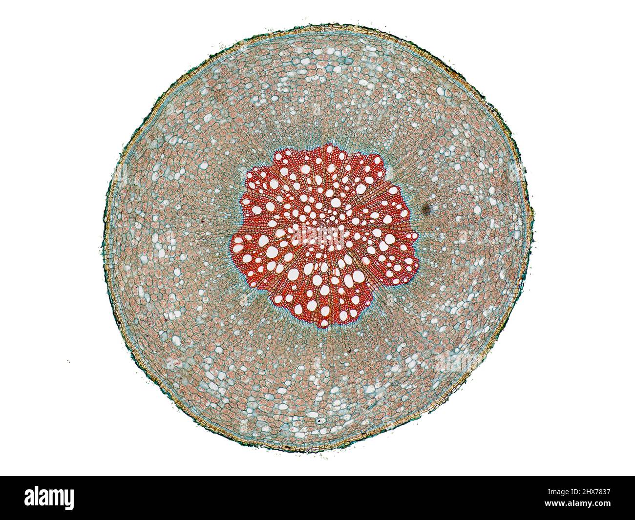 Mikroskopischer Querschnitt pflanzlicher Stammzellen, botanisches Bildungsbild mit detaillierter Zellstruktur und hochauflösender mikroskopischer Ansicht Stockfoto