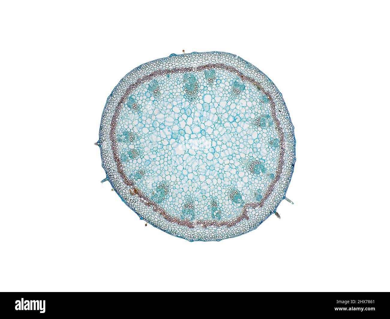 Mikroskopischer Querschnitt pflanzlicher Stammzellen, botanisches Bildungsbild mit detaillierter Zellstruktur und hochauflösender mikroskopischer Ansicht Stockfoto