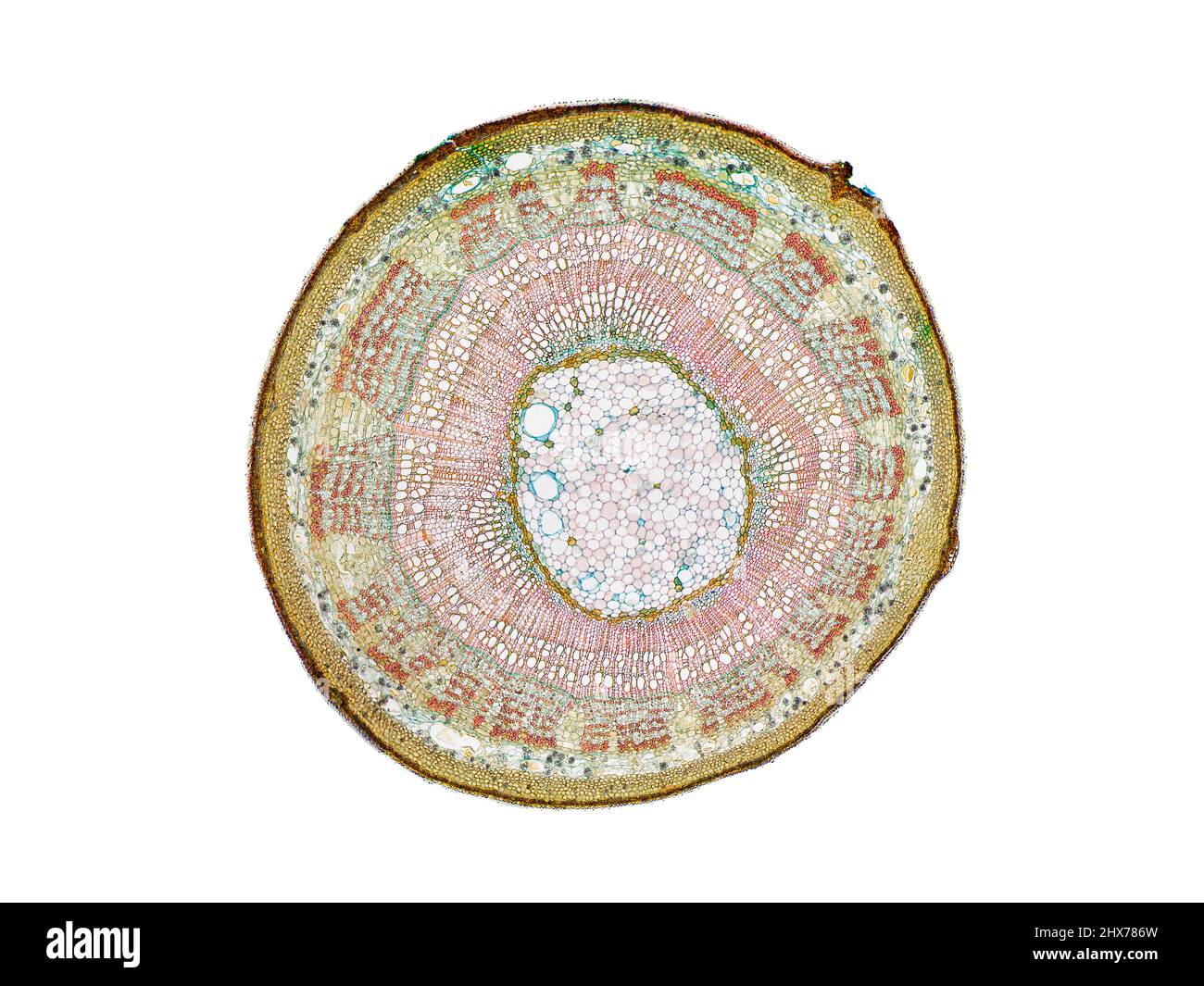 Mikroskopischer Querschnitt pflanzlicher Stammzellen, botanisches Bildungsbild mit detaillierter Zellstruktur und hochauflösender mikroskopischer Ansicht Stockfoto