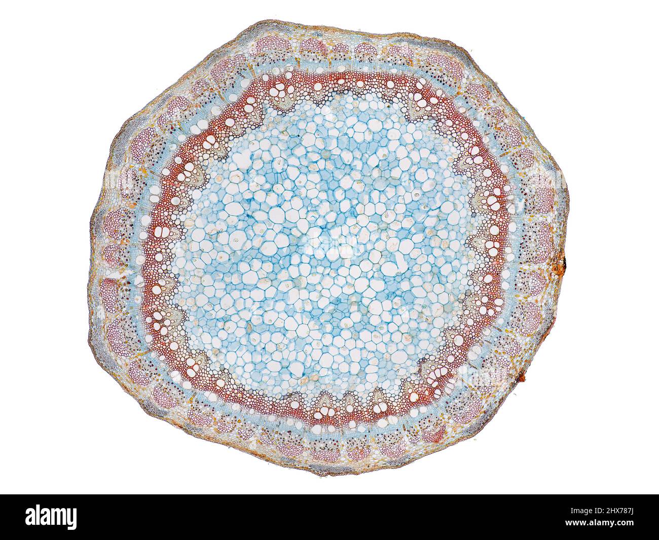 Mikroskopischer Querschnitt pflanzlicher Stammzellen, botanisches Bildungsbild mit detaillierter Zellstruktur und hochauflösender mikroskopischer Ansicht Stockfoto