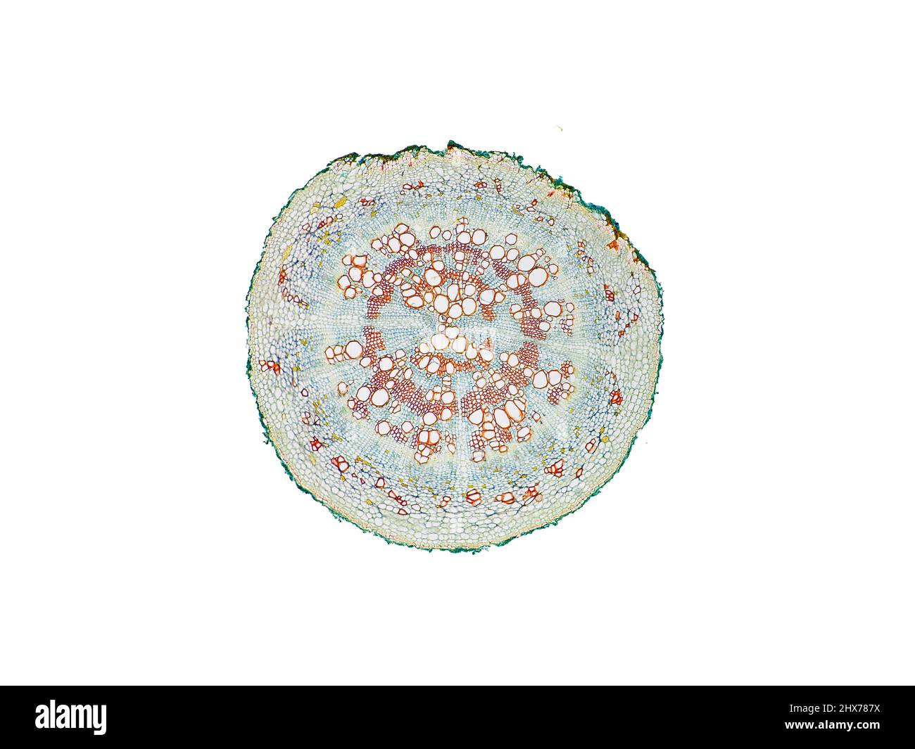 Mikroskopischer Querschnitt pflanzlicher Stammzellen, botanisches Bildungsbild mit detaillierter Zellstruktur und hochauflösender mikroskopischer Ansicht Stockfoto