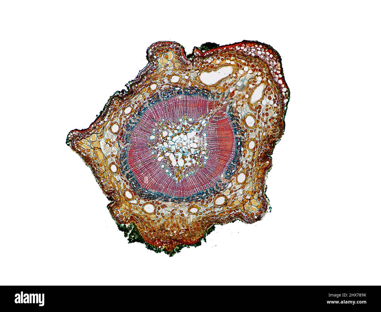 Mikroskopischer Querschnitt pflanzlicher Stammzellen, botanisches Bildungsbild mit detaillierter Zellstruktur und hochauflösender mikroskopischer Ansicht Stockfoto