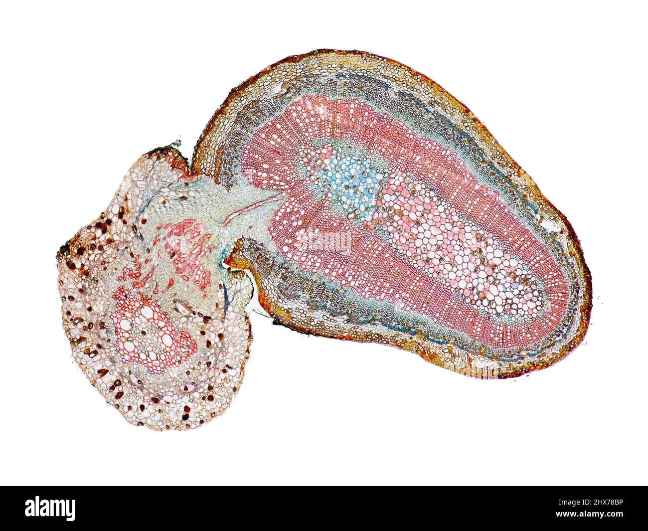 Mikroskopischer Querschnitt pflanzlicher Stammzellen, botanisches Bildungsbild mit detaillierter Zellstruktur und hochauflösender mikroskopischer Ansicht Stockfoto