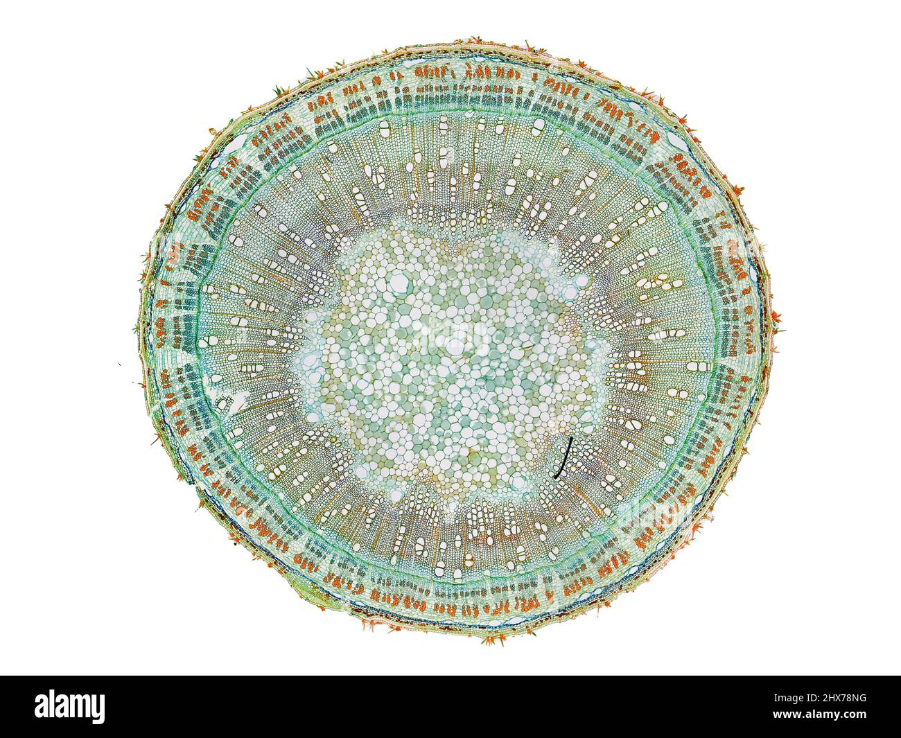 Mikroskopischer Querschnitt pflanzlicher Stammzellen, botanisches Bildungsbild mit detaillierter Zellstruktur und hochauflösender mikroskopischer Ansicht Stockfoto