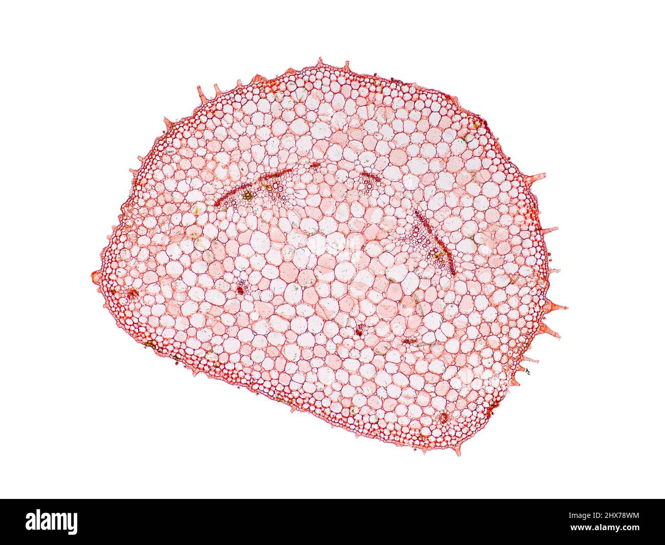 Mikroskopischer Querschnitt pflanzlicher Stammzellen, botanisches Bildungsbild mit detaillierter Zellstruktur und hochauflösender mikroskopischer Ansicht Stockfoto