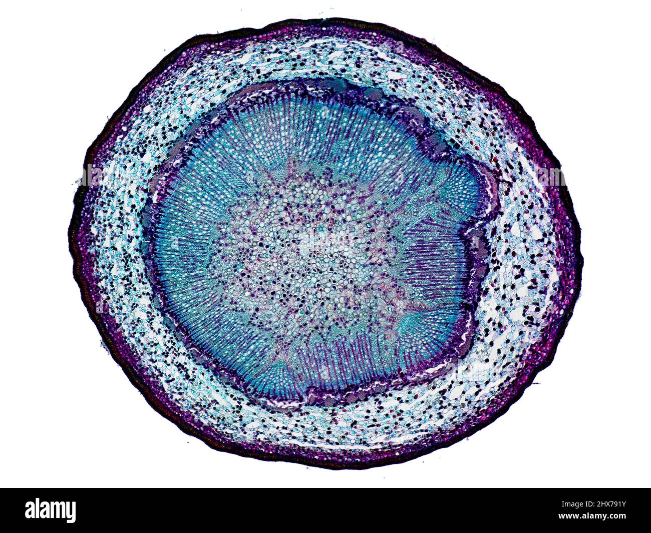Mikroskopischer Querschnitt pflanzlicher Stammzellen, botanisches Bildungsbild mit detaillierter Zellstruktur und hochauflösender mikroskopischer Ansicht Stockfoto