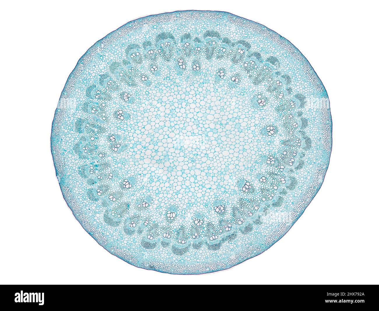 Mikroskopischer Querschnitt pflanzlicher Stammzellen, botanisches Bildungsbild mit detaillierter Zellstruktur und hochauflösender mikroskopischer Ansicht Stockfoto