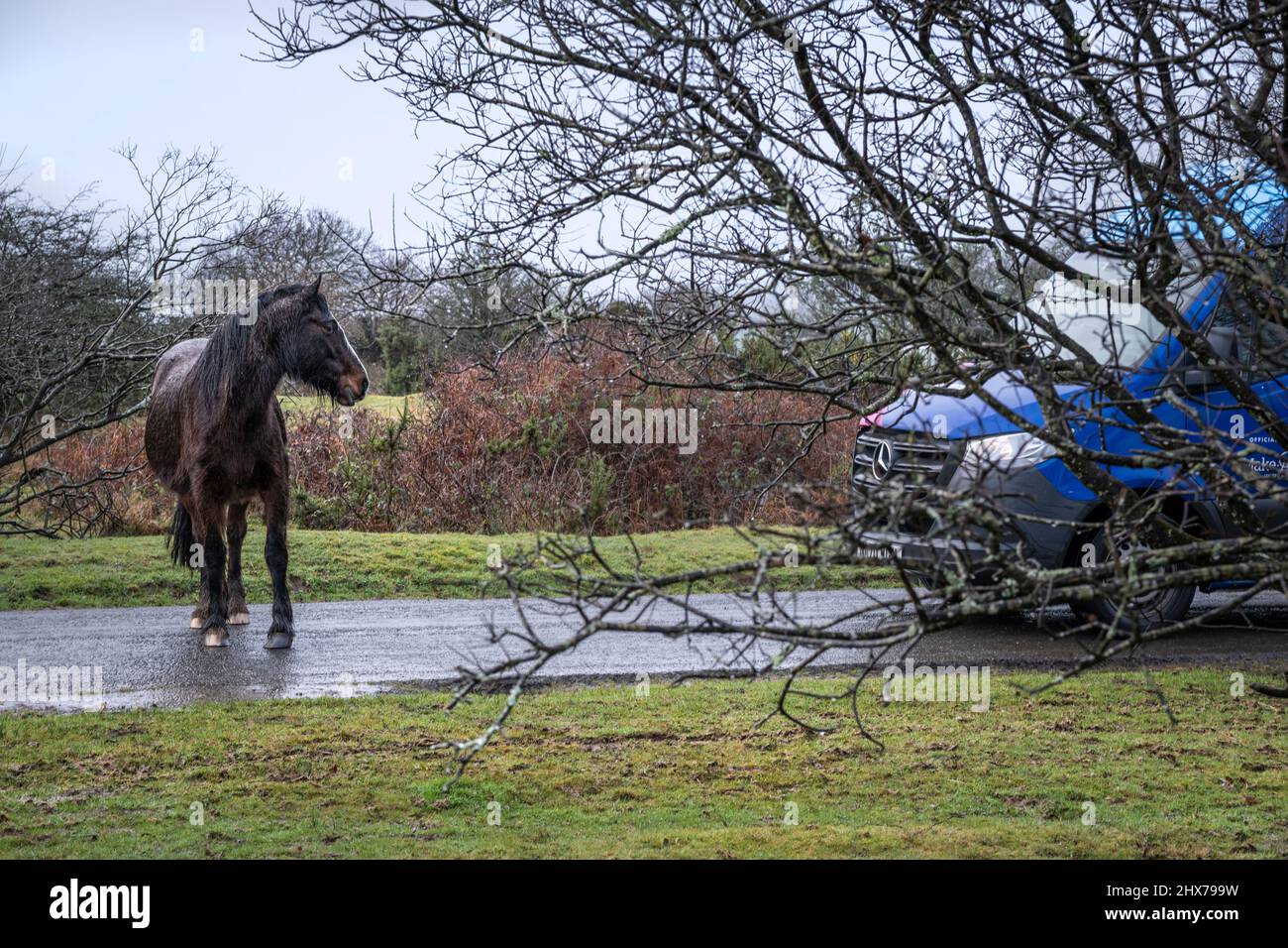 Ein sehr nasses Bodmin Pony blockiert ein Fahrzeug auf einer Straße bei schlechtem Wetter auf den wilden Goonzion Downs auf Bodmin Moor; in Cornwall. Stockfoto