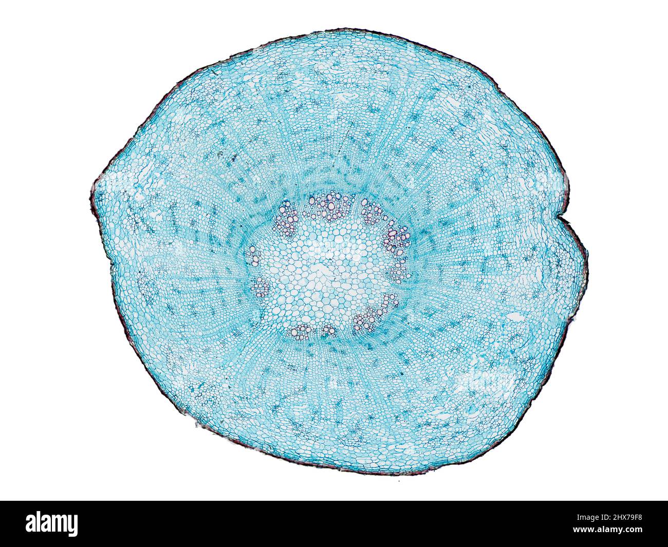 Mikroskopischer Querschnitt pflanzlicher Stammzellen, botanisches Bildungsbild mit detaillierter Zellstruktur und hochauflösender mikroskopischer Ansicht Stockfoto