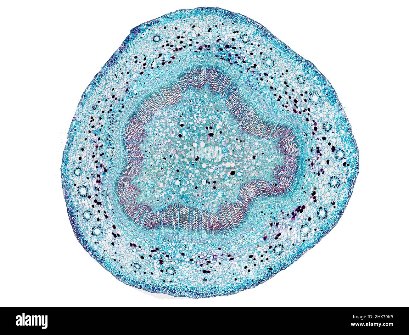 Mikroskopischer Querschnitt pflanzlicher Stammzellen, botanisches Bildungsbild mit detaillierter Zellstruktur und hochauflösender mikroskopischer Ansicht Stockfoto