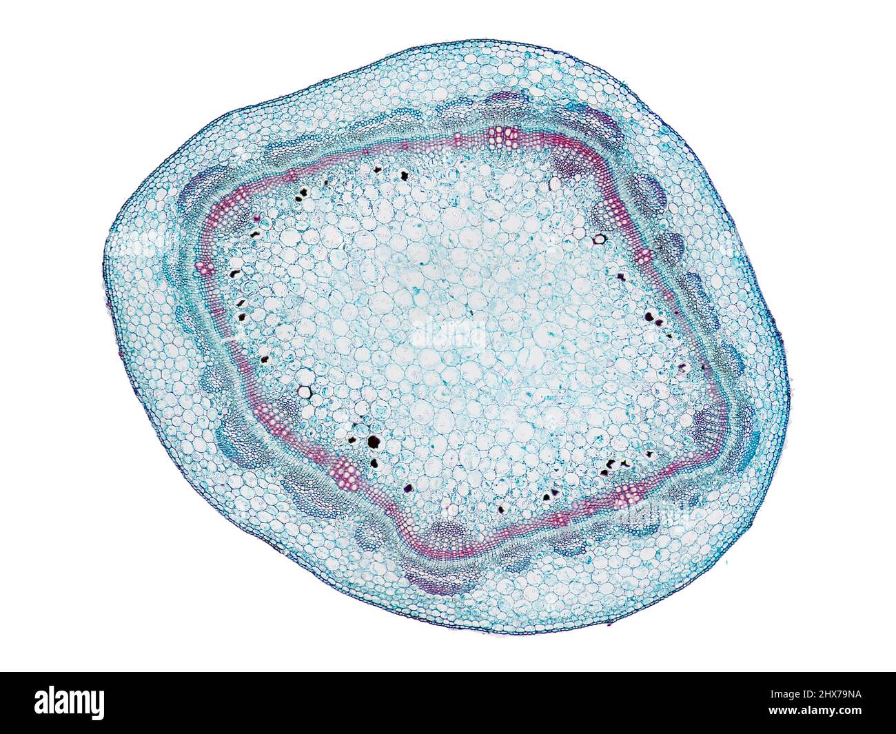 Mikroskopischer Querschnitt pflanzlicher Stammzellen, botanisches Bildungsbild mit detaillierter Zellstruktur und hochauflösender mikroskopischer Ansicht Stockfoto