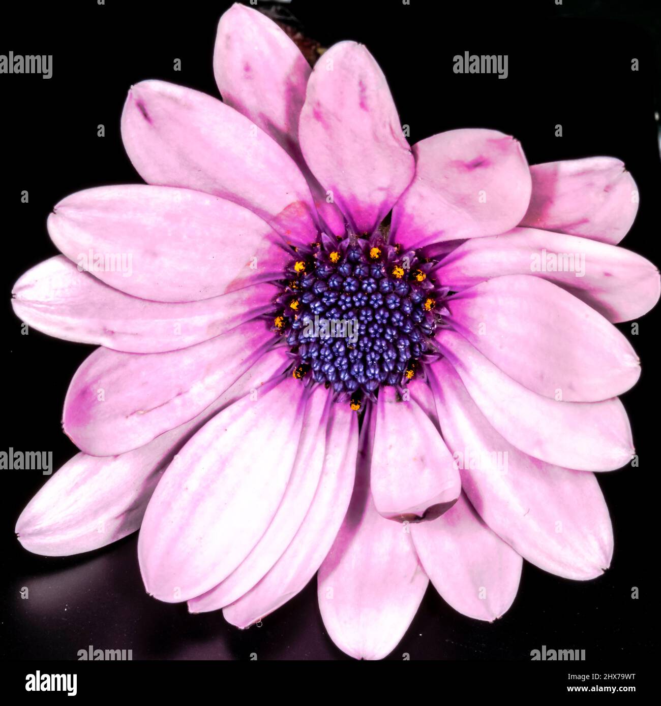 Lila Osteospermum ecklonisis Makroblumenkopf aus der Vogelperspektive. Schwarzer Vordergrundhintergrund. Dimorphotheca ecklonis, Cape Marguerite, Van Staden's Stockfoto