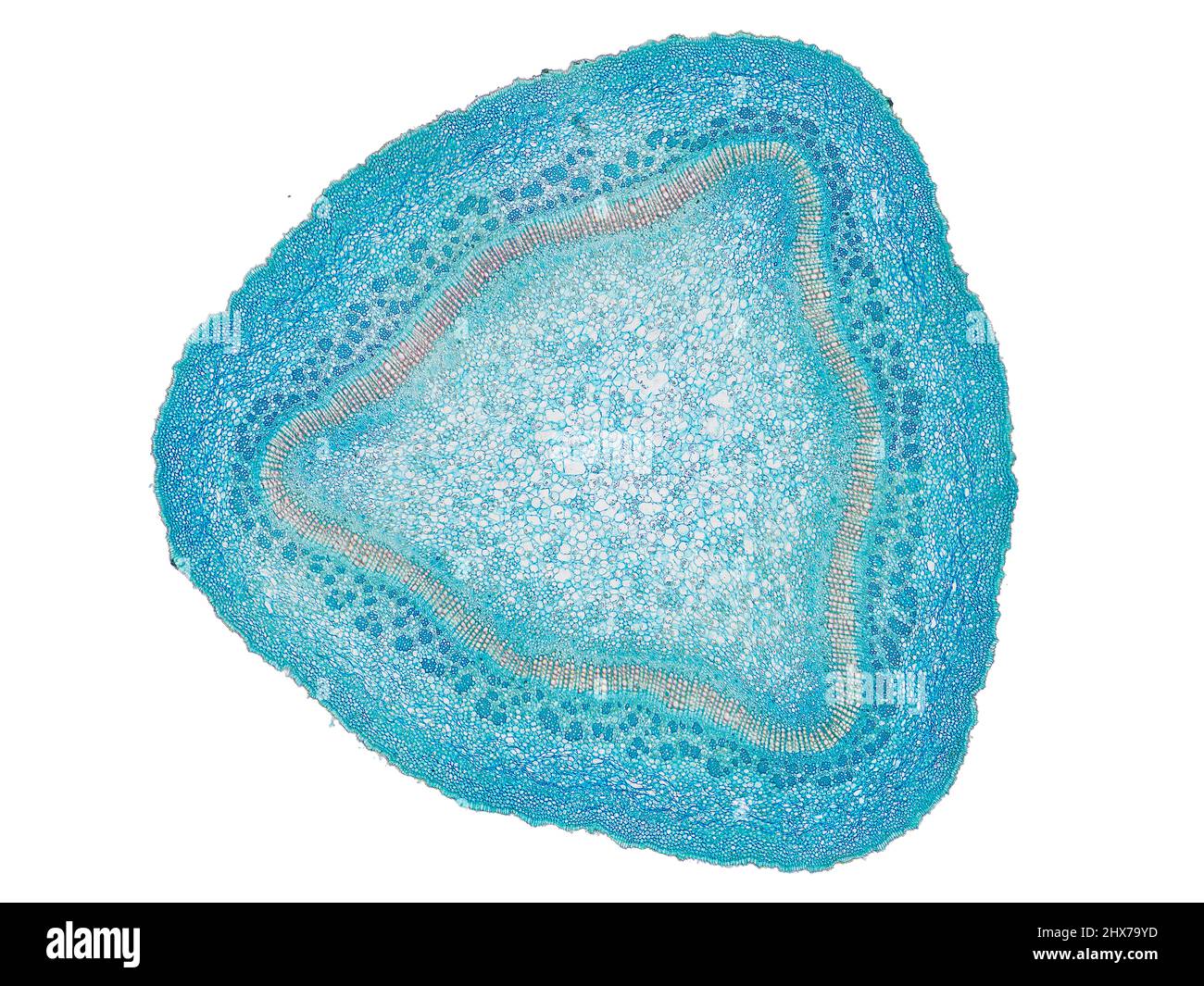 Mikroskopischer Querschnitt pflanzlicher Stammzellen, botanisches Bildungsbild mit detaillierter Zellstruktur und hochauflösender mikroskopischer Ansicht Stockfoto