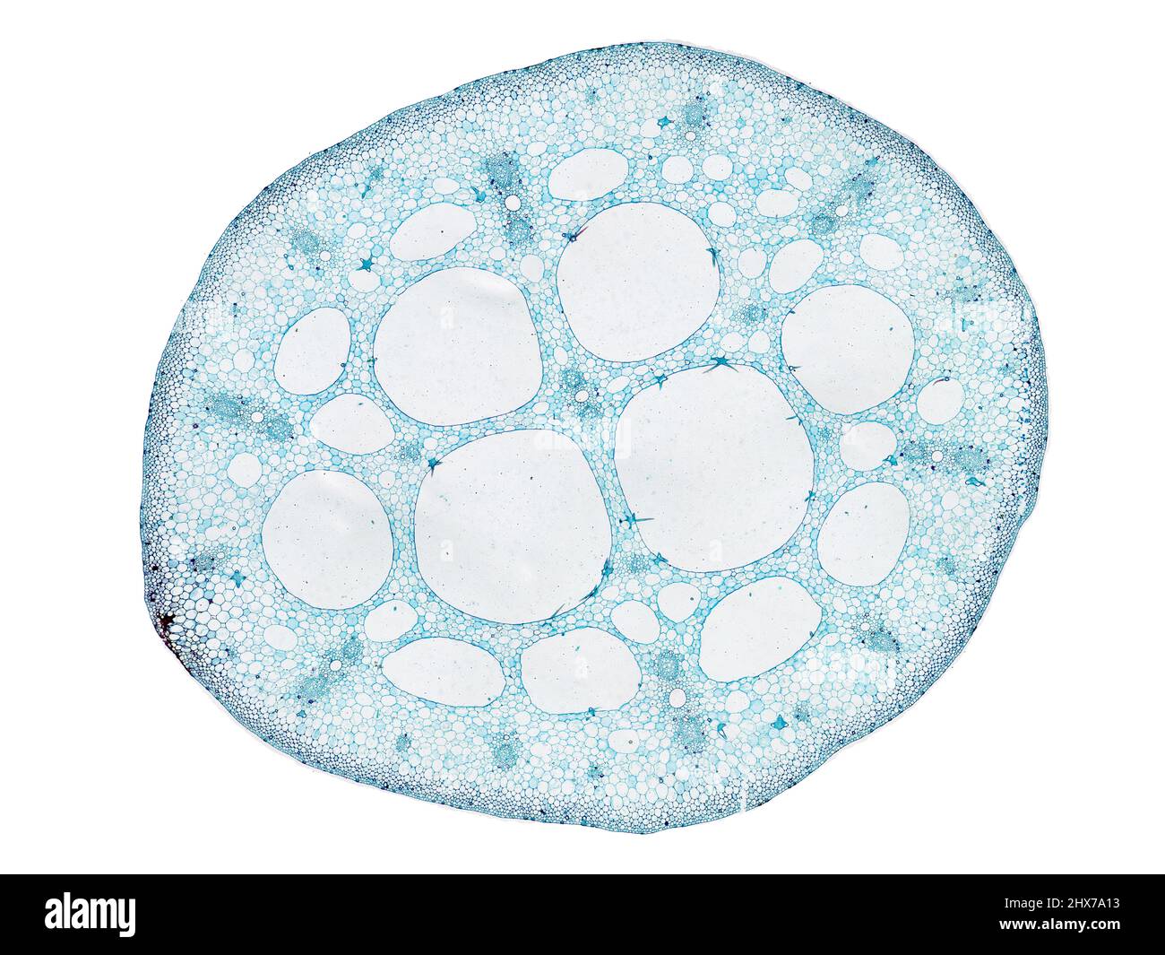 Mikroskopischer Querschnitt pflanzlicher Stammzellen, botanisches Bildungsbild mit detaillierter Zellstruktur und hochauflösender mikroskopischer Ansicht Stockfoto