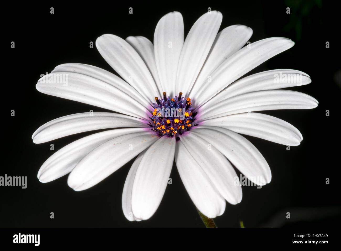 Afrikanische Gänseblümchen breite offene Blume, Nahaufnahme Makrofotografie auf schwarzem Hintergrund. Weißer Osteospermum ecklonisis, Dimorphotheca ecklonis, Kap Marguerit. Stockfoto