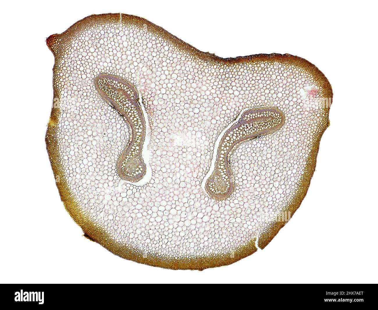 Mikroskopischer Querschnitt pflanzlicher Stammzellen, botanisches Bildungsbild mit detaillierter Zellstruktur und hochauflösender mikroskopischer Ansicht Stockfoto