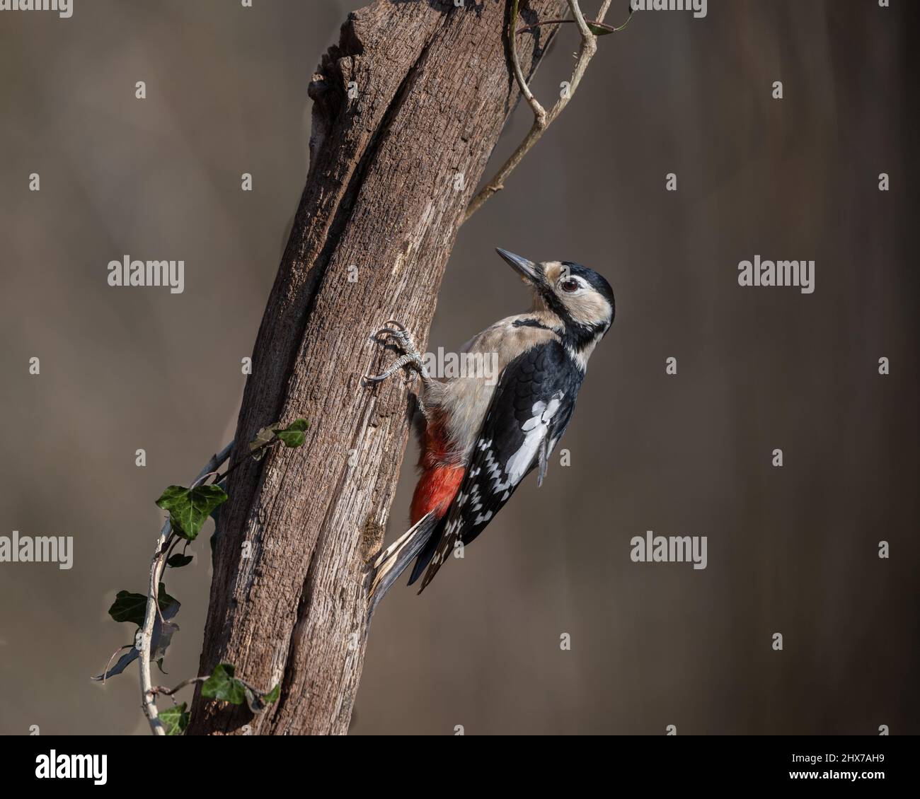 Ein männlicher Buntspecht (Dendrocopos major) klammert sich an den Ast eines Baumes, während er nach Nahrung sucht. Stockfoto