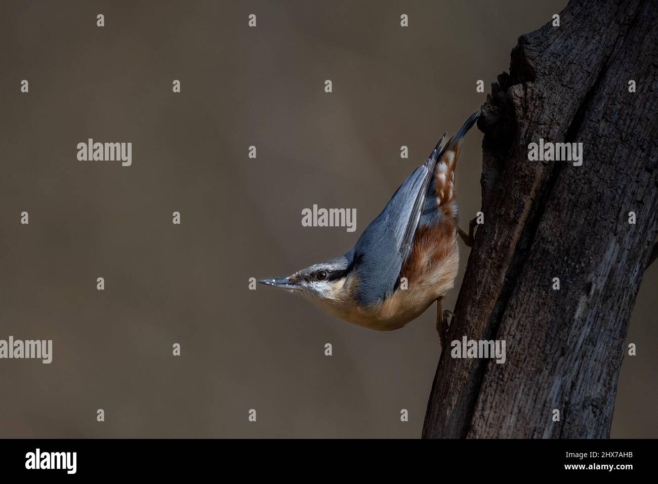 Ein eurasischer FKK (Sitta europaea) trifft eine typische nach unten gerichtete Pose auf den Ast eines Baumes Stockfoto Ein eurasischer FKK (Sitta europaea) trifft eine typische nach unten gerichtete Pose auf den Ast eines Baumes Stockfoto