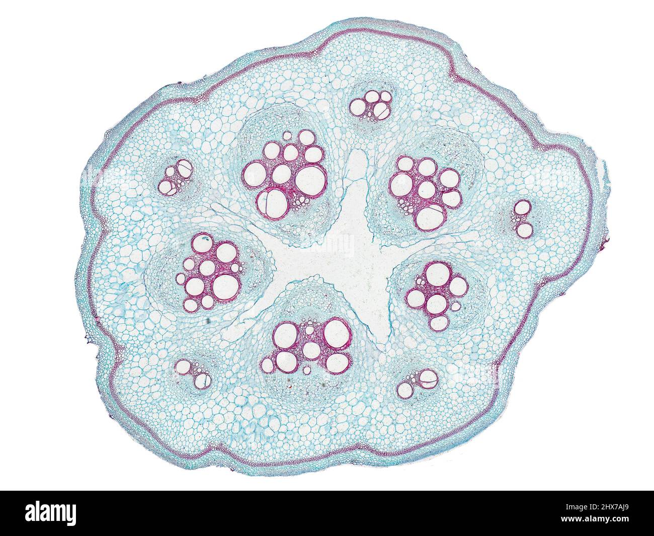 Mikroskopischer Querschnitt pflanzlicher Stammzellen, botanisches Bildungsbild mit detaillierter Zellstruktur und hochauflösender mikroskopischer Ansicht Stockfoto
