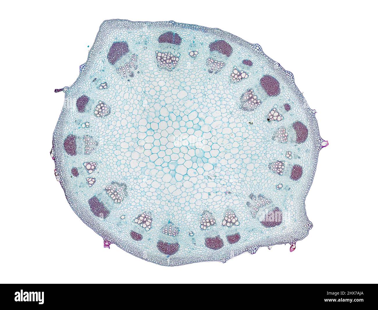 Mikroskopischer Querschnitt pflanzlicher Stammzellen, botanisches Bildungsbild mit detaillierter Zellstruktur und hochauflösender mikroskopischer Ansicht Stockfoto