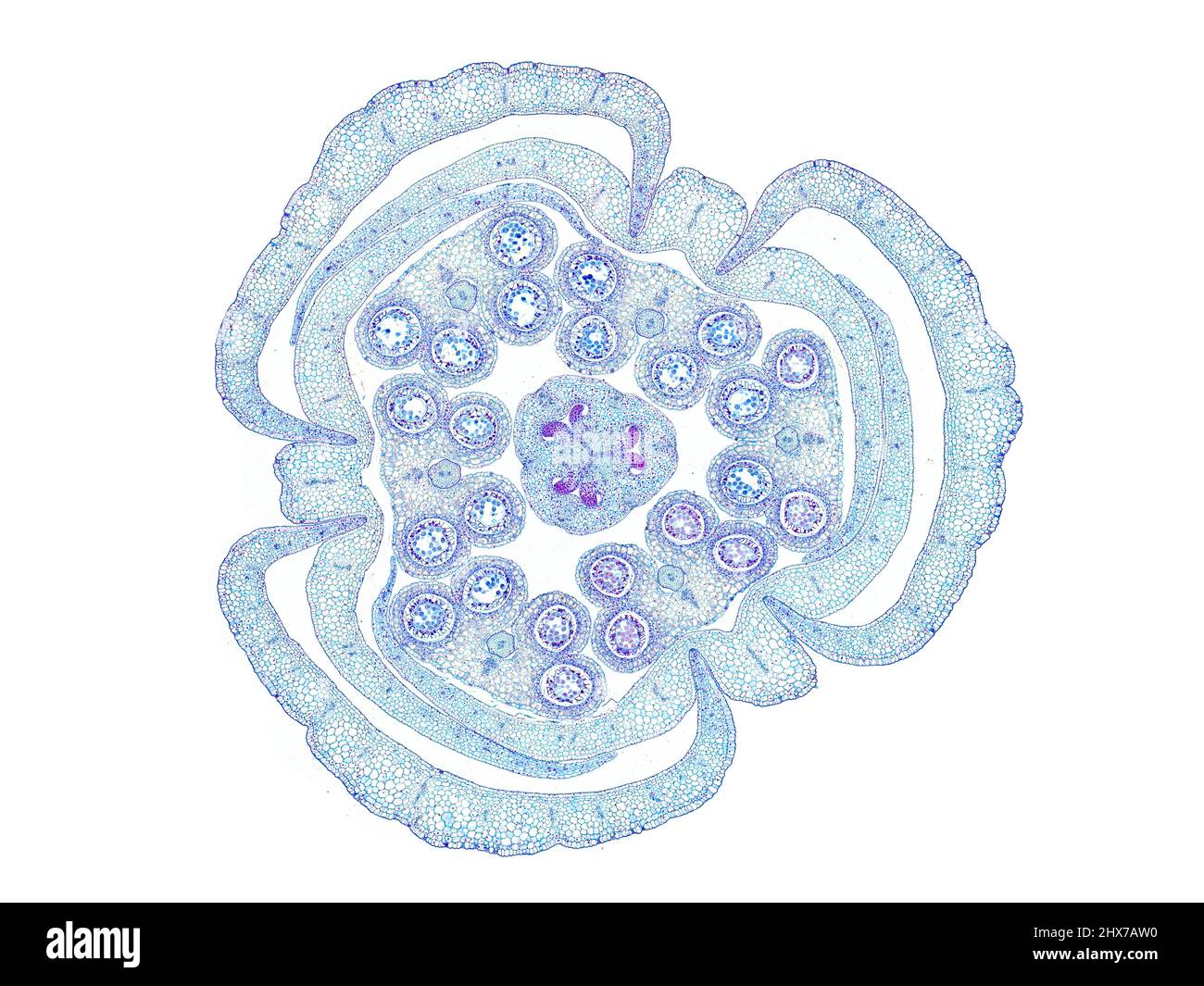 Mikroskopischer Querschnitt pflanzlicher Stammzellen, botanisches Bildungsbild mit detaillierter Zellstruktur und hochauflösender mikroskopischer Ansicht Stockfoto
