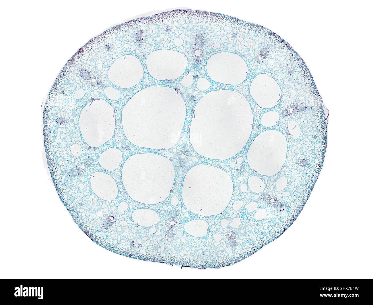 Mikroskopischer Querschnitt pflanzlicher Stammzellen, botanisches Bildungsbild mit detaillierter Zellstruktur und hochauflösender mikroskopischer Ansicht Stockfoto