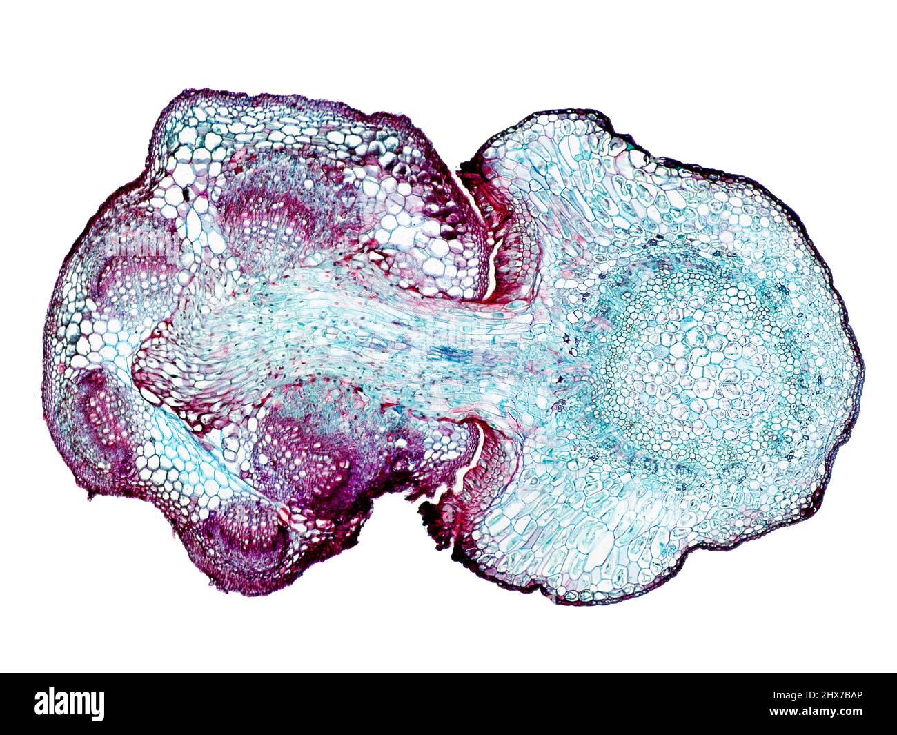 Mikroskopischer Querschnitt pflanzlicher Stammzellen, botanisches Bildungsbild mit detaillierter Zellstruktur und hochauflösender mikroskopischer Ansicht Stockfoto