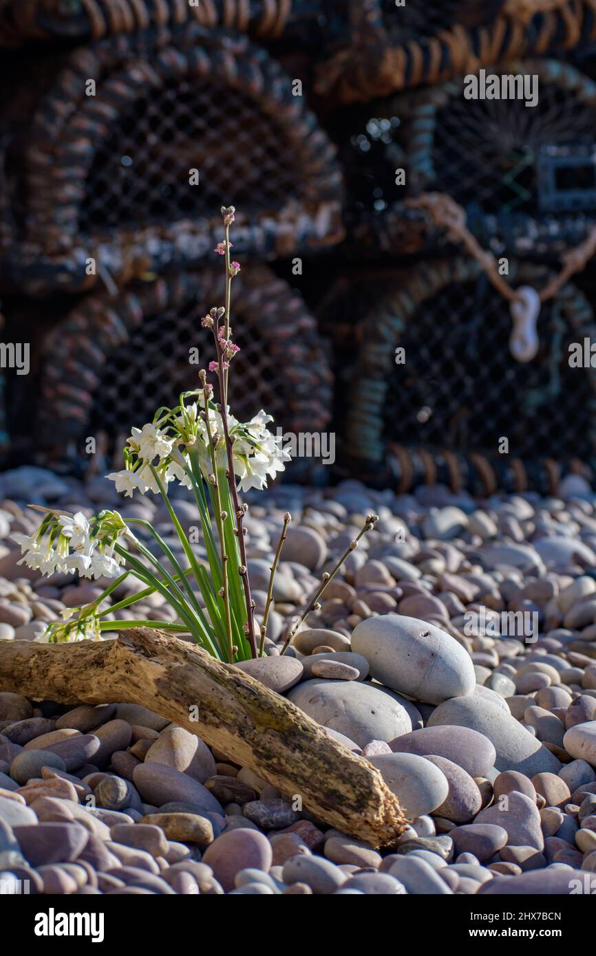 Blumen an einem Kiesstrand neben Treibholz. Stockfoto