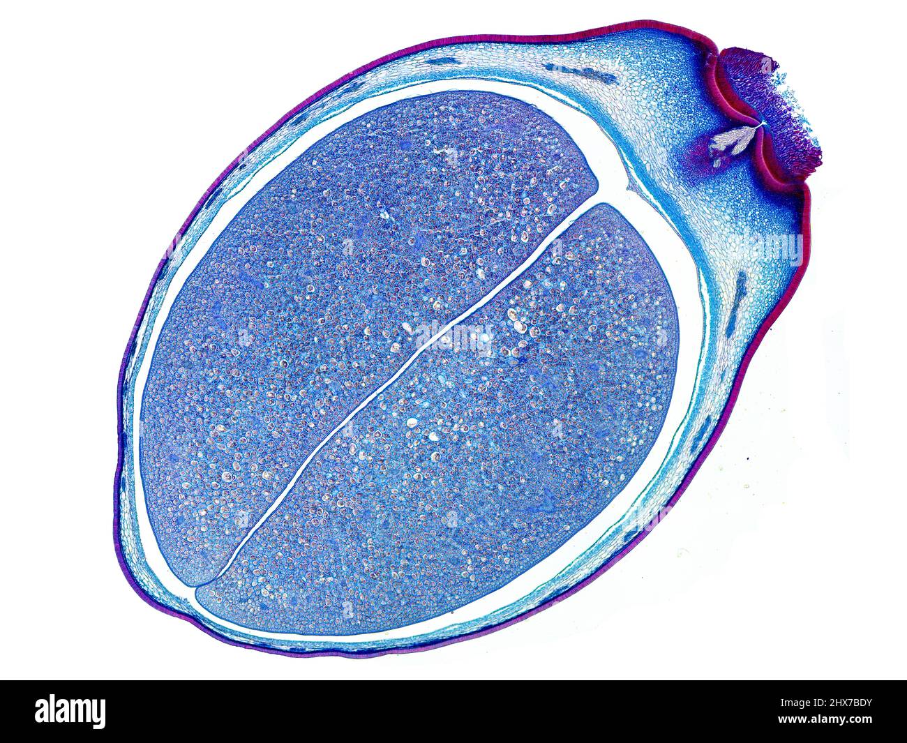 Mikroskopischer Querschnitt pflanzlicher Stammzellen, botanisches Bildungsbild mit detaillierter Zellstruktur und hochauflösender mikroskopischer Ansicht Stockfoto
