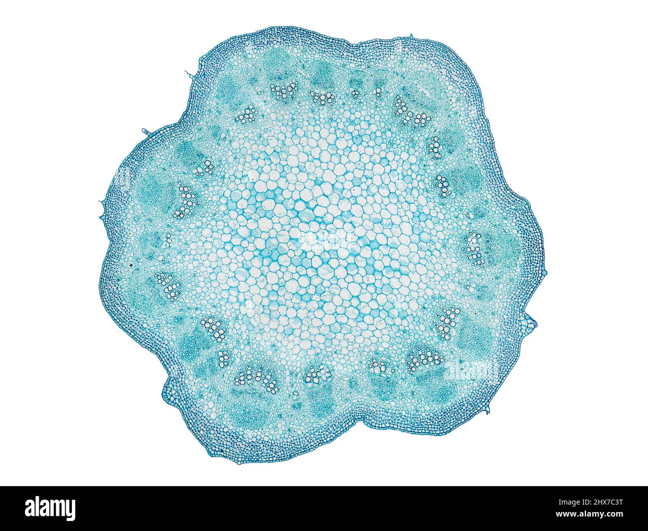 Mikroskopischer Querschnitt pflanzlicher Stammzellen, botanisches Bildungsbild mit detaillierter Zellstruktur und hochauflösender mikroskopischer Ansicht Stockfoto