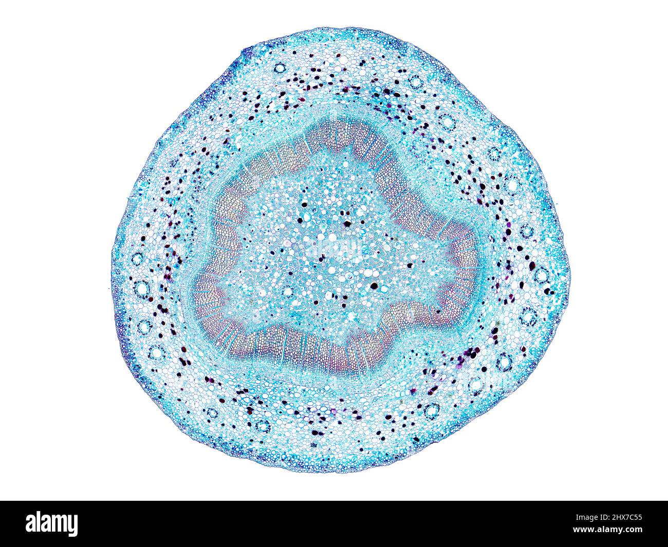 Mikroskopischer Querschnitt pflanzlicher Stammzellen, botanisches Bildungsbild mit detaillierter Zellstruktur und hochauflösender mikroskopischer Ansicht Stockfoto